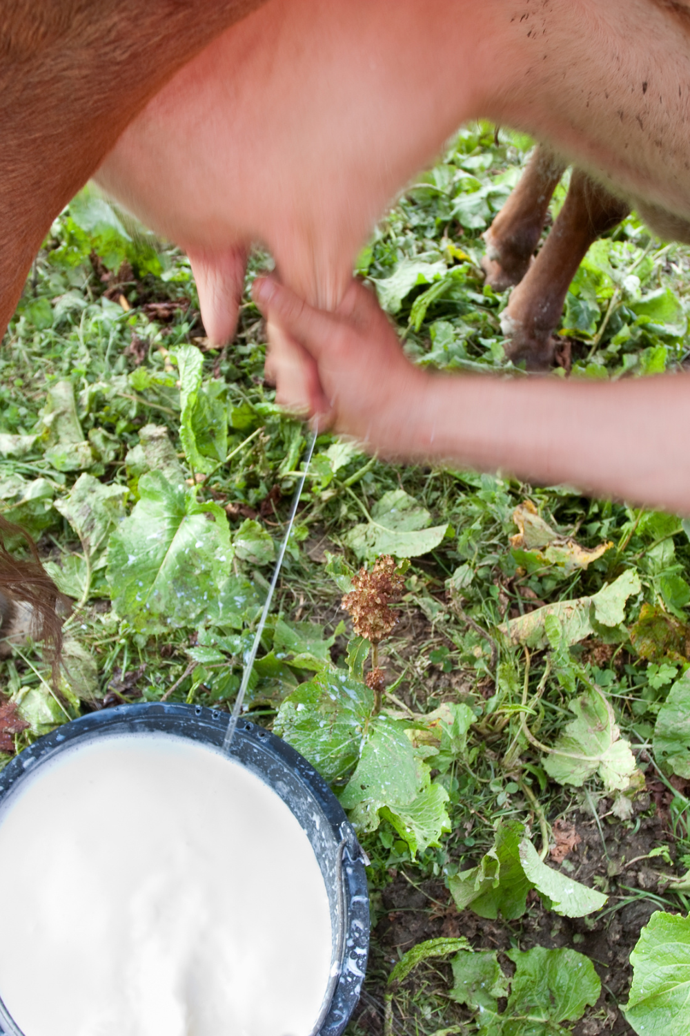 how long does it take to milk a cow?