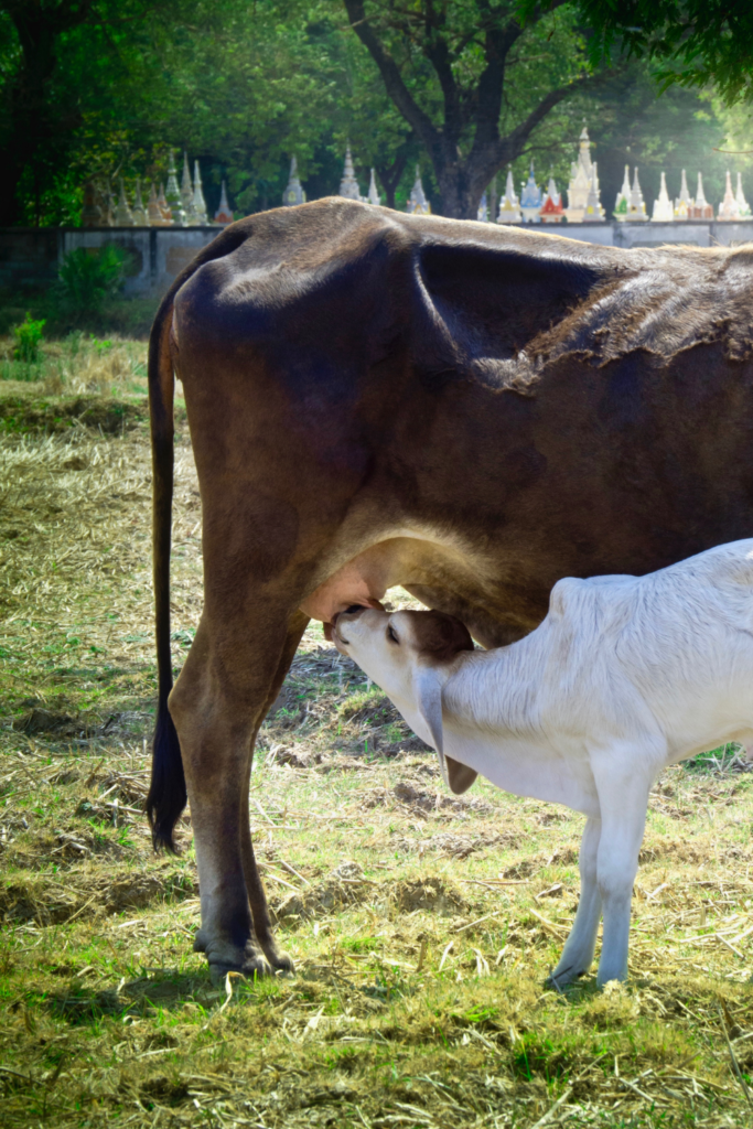 how long does it take to milk a cow?