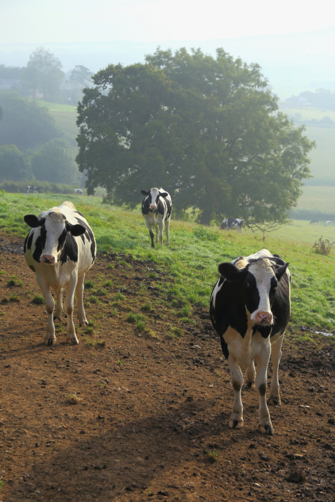 how long can cow milk sit out